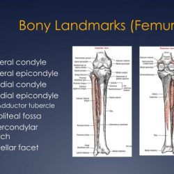 Knee anatomy surface region construction body human fig inner semitendinosus side