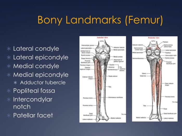 Knee anatomy surface region construction body human fig inner semitendinosus side