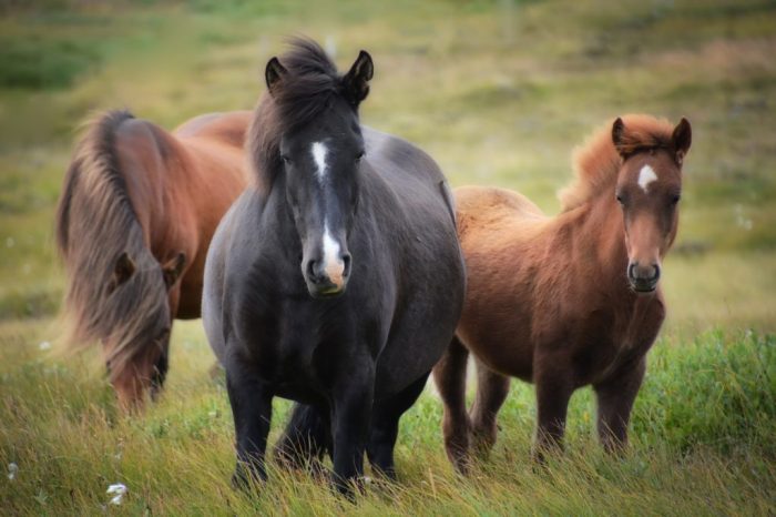 Mare pregnant nutrition horse castle feeding breeding feeds