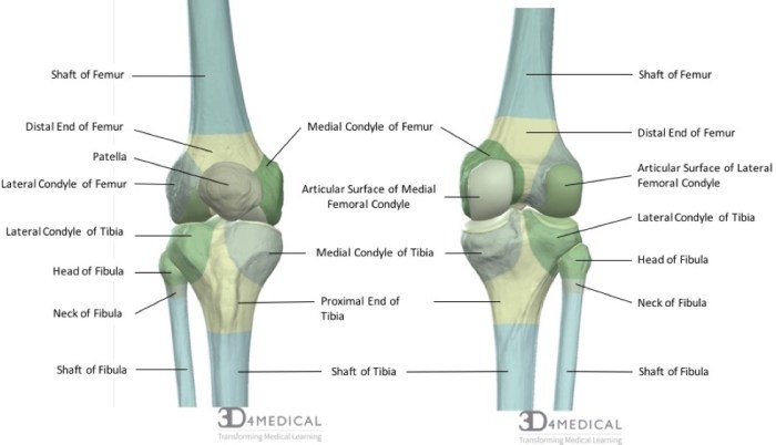 Bony landmarks of the knee