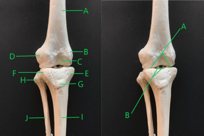 Bony landmarks of the knee