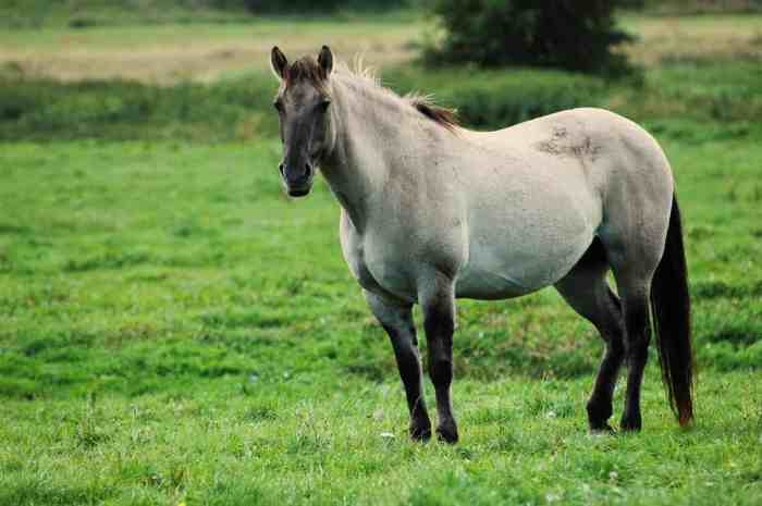 Care horse mare pregnant pregnancy long months foal does gestational determine carrying walk age while many last features