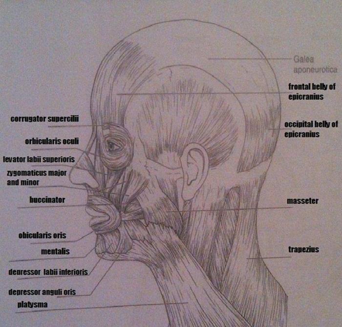 Gross anatomy of the muscular system review sheet exercise 13