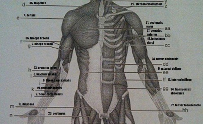 Gross anatomy of the muscular system review sheet exercise 13